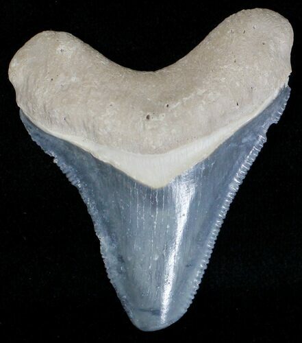 Serrated Bone Valley Megalodon Tooth #18433